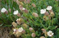 Sea Campion Silene uniflora